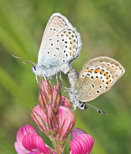 Réf. 22 711 : Plebejus sp.