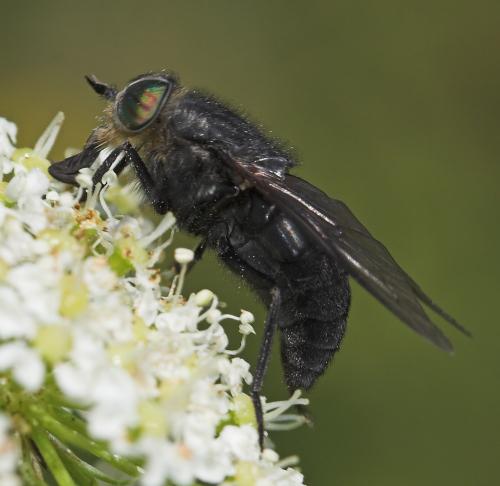 Réf. 22 727 : Hybomitra sp.