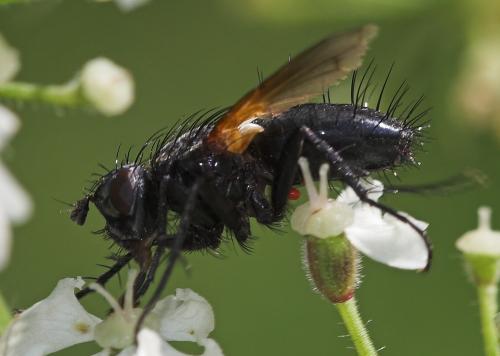 Réf. 22 785 : Zophomyia temula