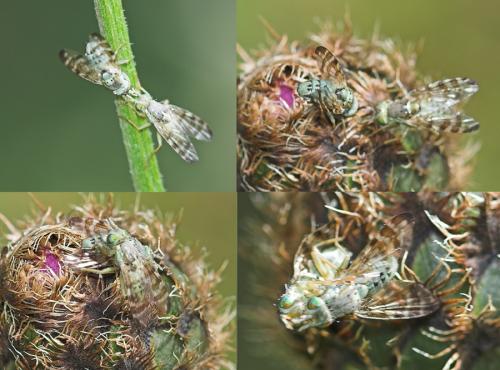 Terellia ceratocera