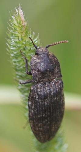 Réf. 22 790 : Agrypnus murinus