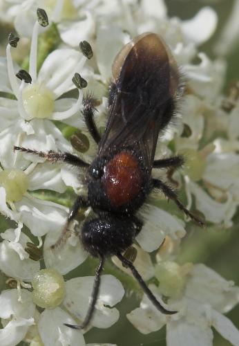 Mutilla europaea