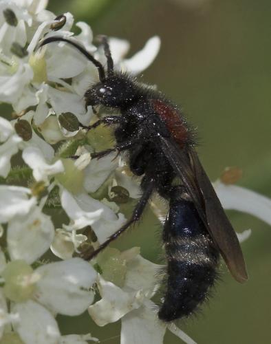 Mutilla europaea