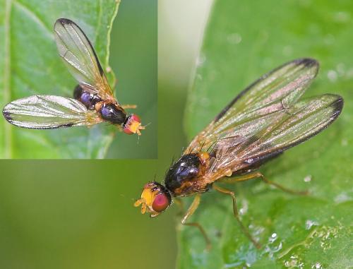 Temnosira saltuum
