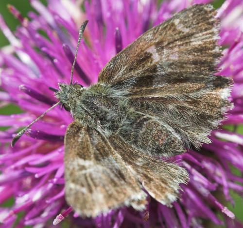 Réf. 22 819 : Carcharodus floccifera