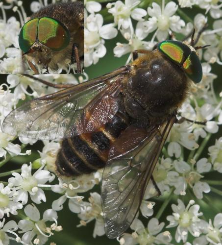 Philipomyia aprica