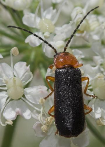 Cratosilis denticollis