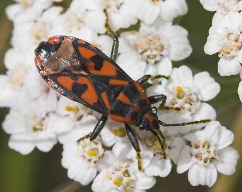 Spilostethus saxatilis