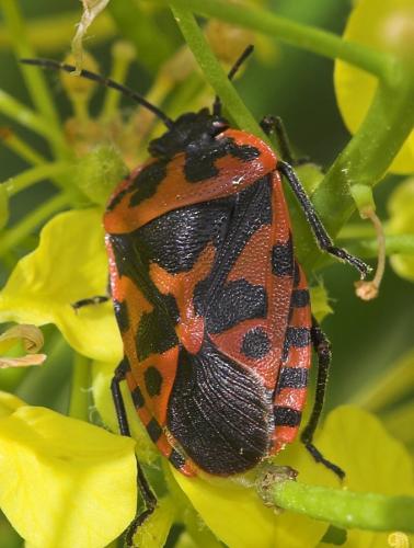 Réf. 22 880 : Eurydema ventralis