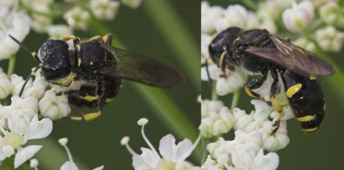 Ectemnius sp.
