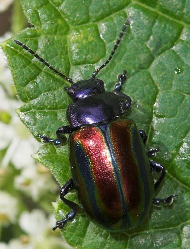 Oreina speciosa
