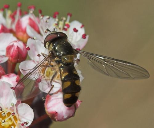 Réf. 22 952 : Meliscaeva auricollis