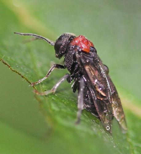 Réf. 22 953 : Eriocampa ovata