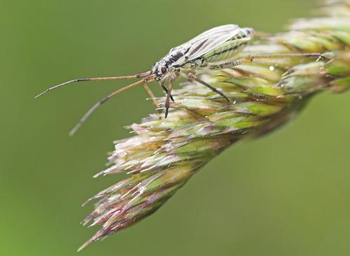 Leptopterna dolabrata