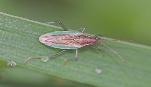 Stenodema holsata