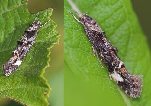 Mompha conturbatella