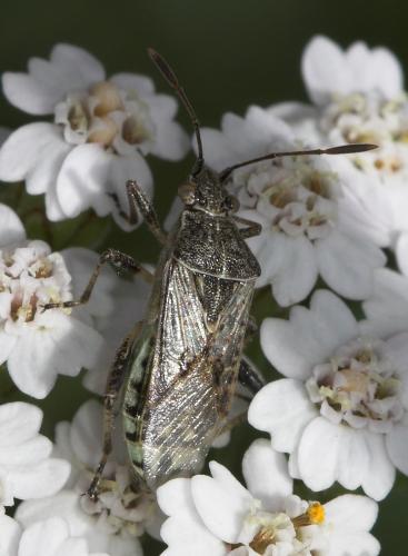 Réf. 22 963 : Stictopleurus sp.