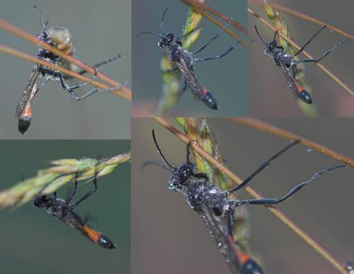 Ammophila sp.