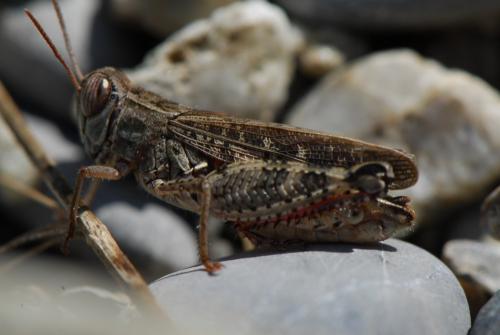 Calliptamus italicus