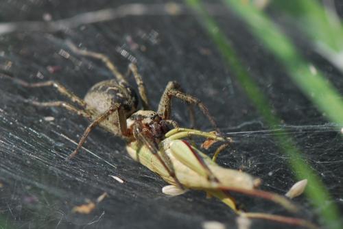 Agelena labyrinthica
