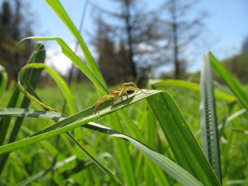 Dolomedes sp.
