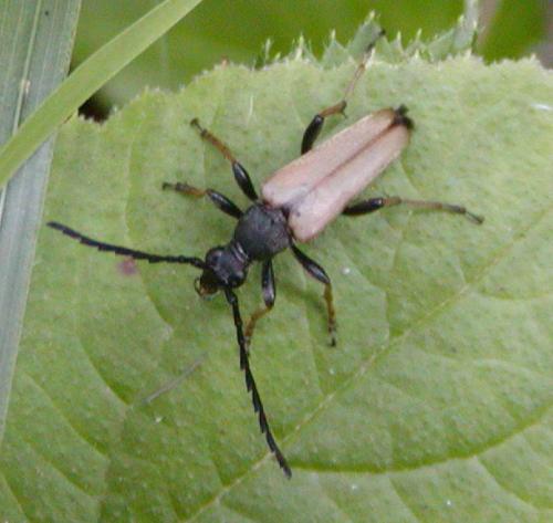 Stictoleptura rubra