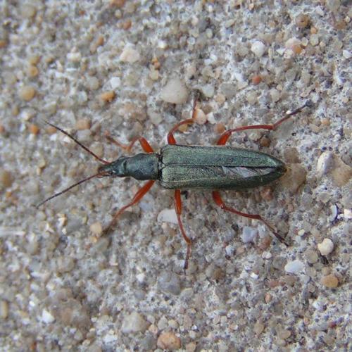 Stenostoma rostratum