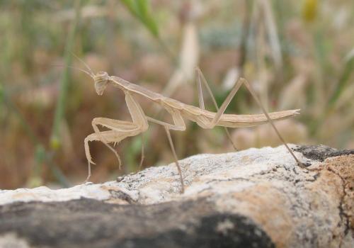 Rivetina sp.