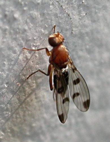 Geomyza sp.