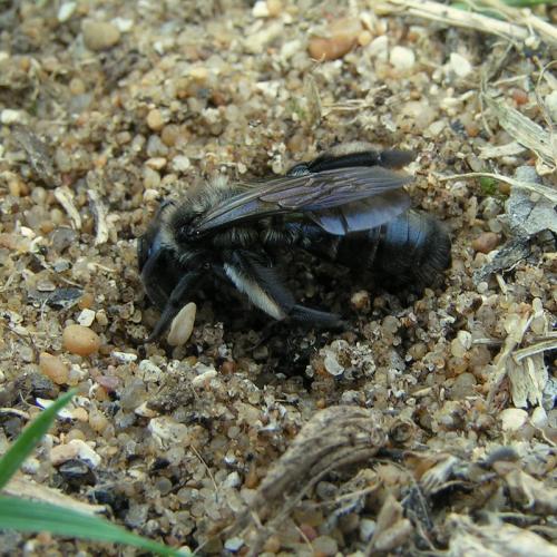 Andrena nigrospina