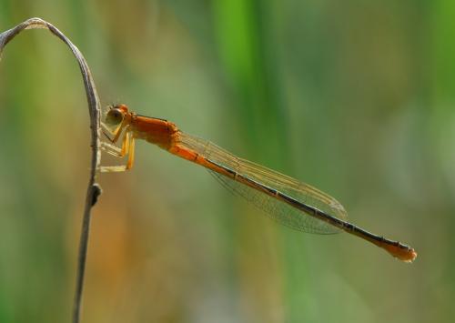Ischnura pumilio