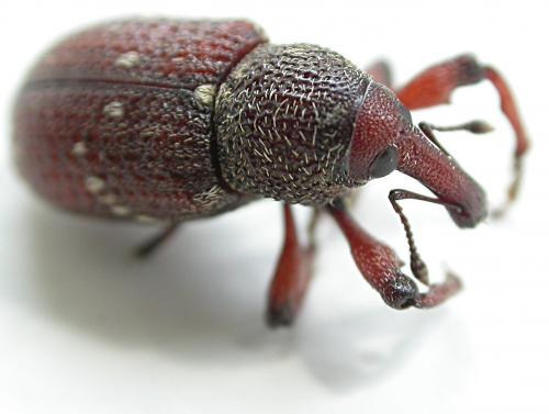 Réf. 22 307 : Hylobius transversovittatus
