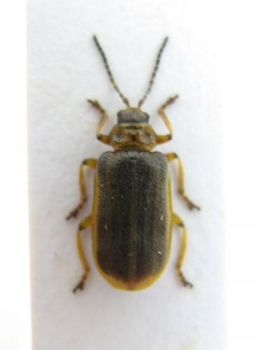 Réf. 22 208 : Galerucella nymphaeae