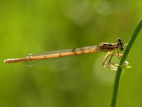 Réf. 22 034 : Platycnemis pennipes