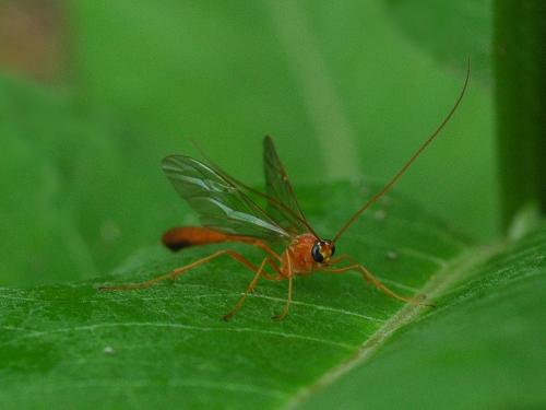 Réf. 22 036 : Enicospilus sp.