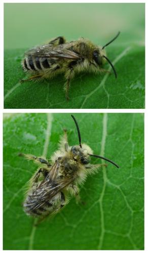 Dasypoda sp.