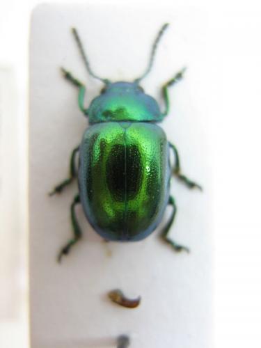 Chrysolina herbacea
