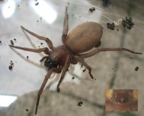Drassodes sp.