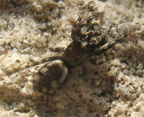 Salticus zebraneus