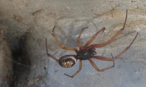 Réf. 22 316 : Steatoda nobilis