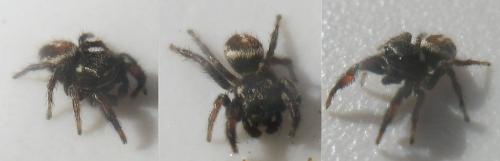 Réf. 22 849 : Pellenes geniculatus
