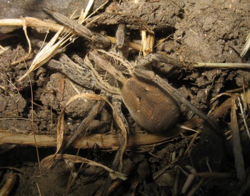 Réf. 22 418 : Hogna radiata