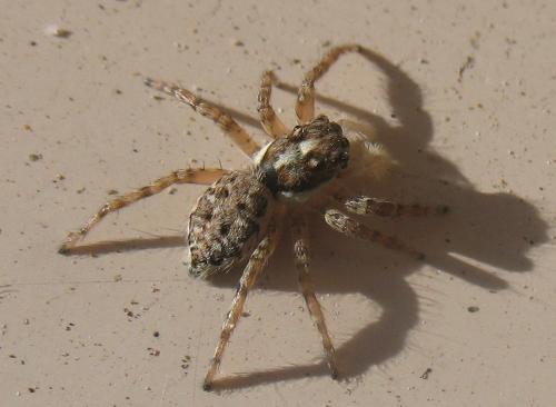 Menemerus semilimbatus