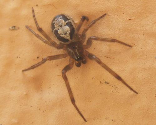 Réf. 22 318 : Steatoda nobilis