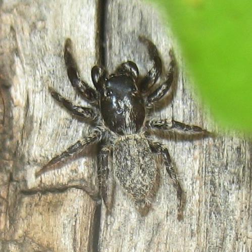 Menemerus taeniatus