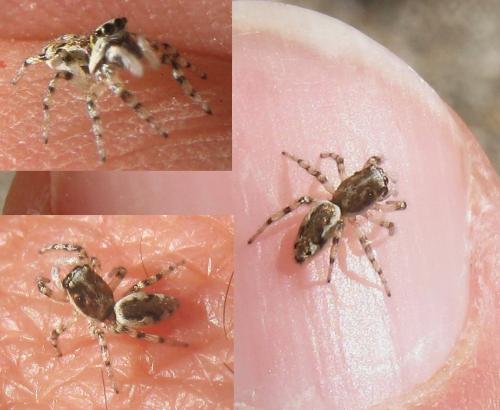 Salticus zebraneus