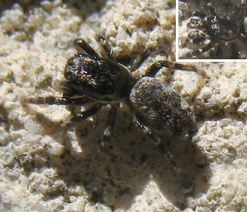 Réf. 22 860 : Salticus zebraneus