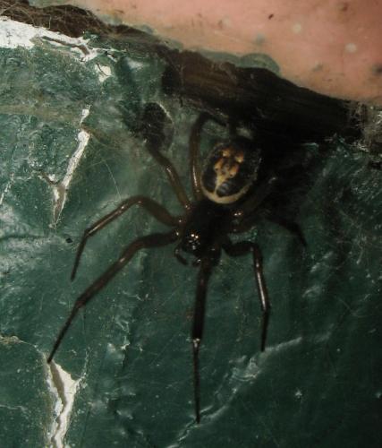 Réf. 22 317 : Steatoda nobilis