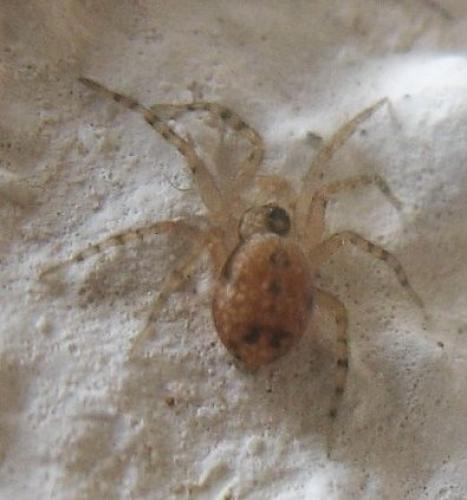 Oecobius sp.