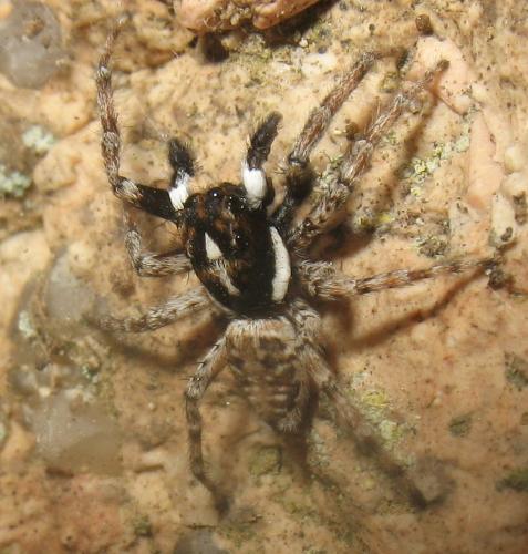 Menemerus semilimbatus